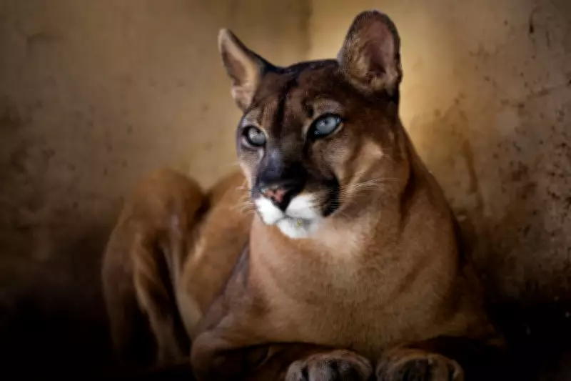 Onça-parda 'Iara' retorna ao Zoológico de Volta Redonda após cirurgia bem-sucedida