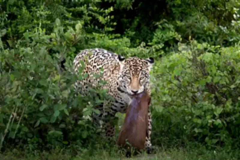 Onça-pintada Aracy captura filhote de capivara no Pantanal de Miranda