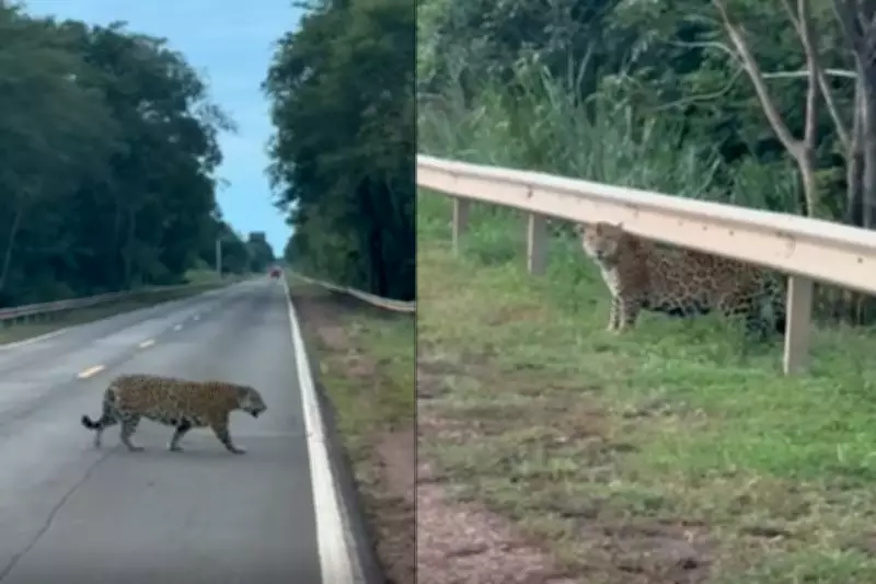 Onça-pintada e filhotes são flagrados atravessando a BR-262 no Pantanal de MS