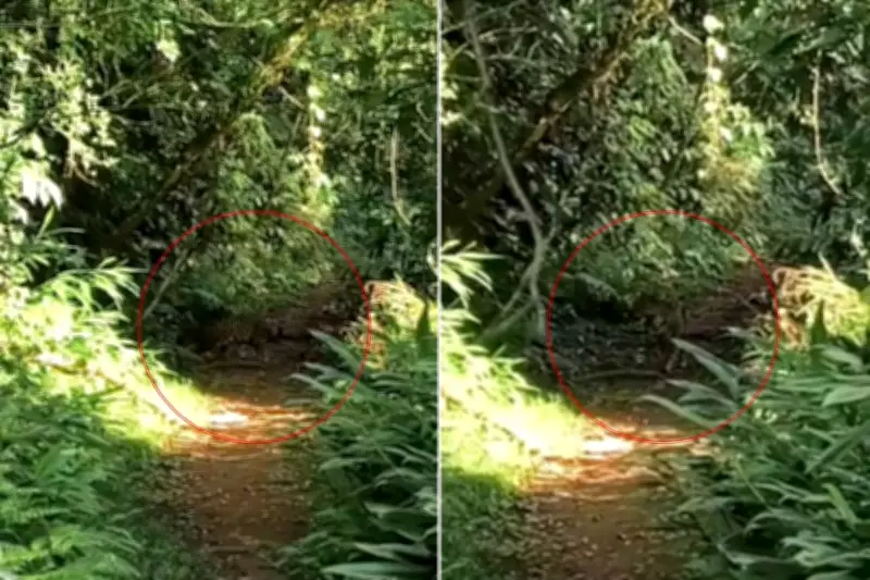 Onça-pintada é flagrada por guia experiente em trilha do Petar, em São Paulo