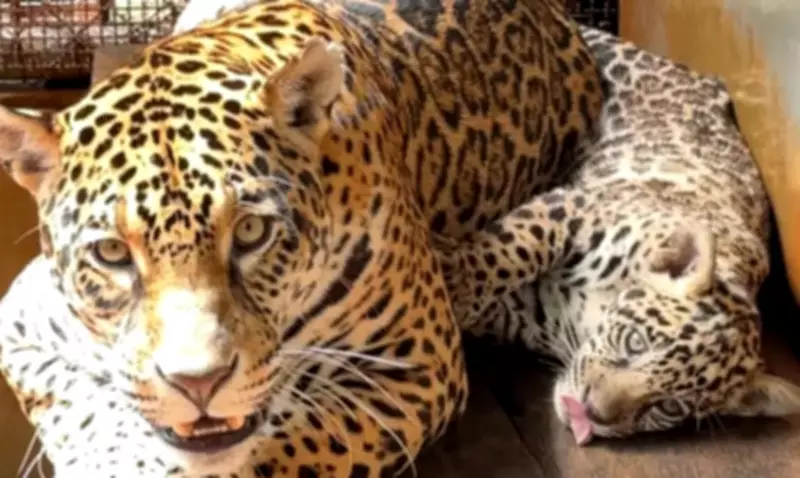 Onça-pintada nascida no BioParque Vale Amazônia recebe o nome de Xingu em homenagem ao rio