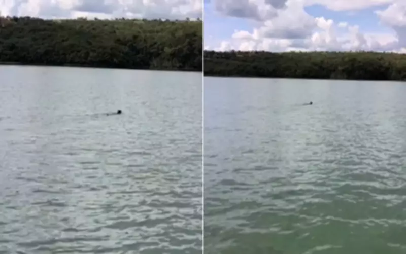 Onça-preta com filhote atravessa lago em Goiás em cena rara registrada por guia de pesca