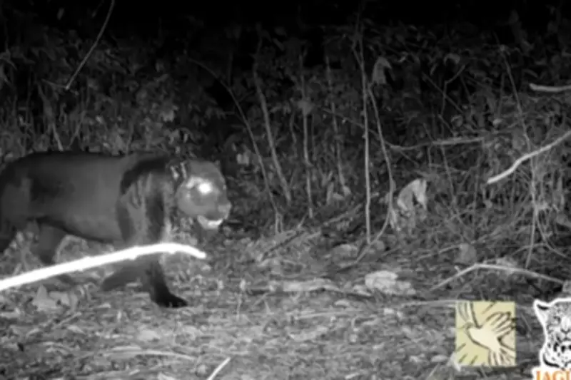 Onça-preta é flagrada por câmeras em pousada no interior de MT