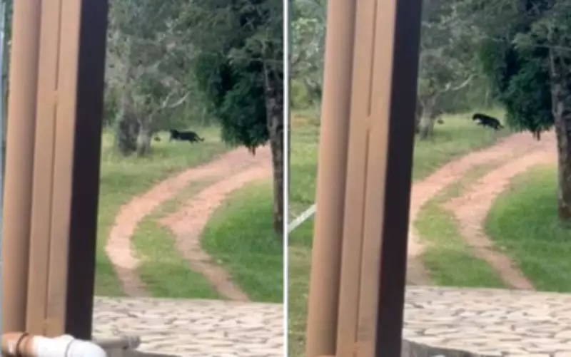 Onça-preta surpreende ao passar perto de alojamentos em parque de Pirenópolis