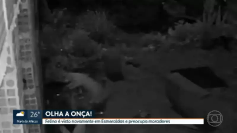 Onça reaparece em Esmeraldas pela quarta vez em menos de um mês na Grande BH