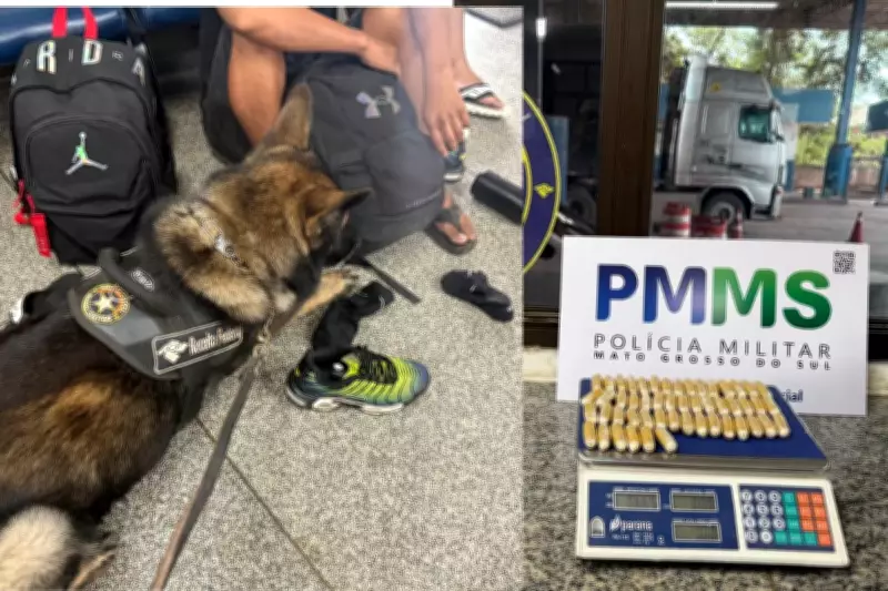 Operação apreende 5 kg de cocaína na fronteira Brasil-Bolívia com auxílio de cão farejador