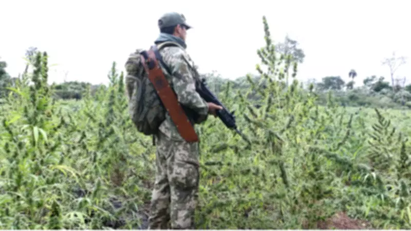 Operação binacional destrói 130 campos de futebol de maconha no Paraguai