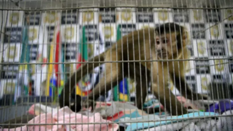 Operação Matilha prende nove e apreende macaco-prego em ação contra roubos no RS