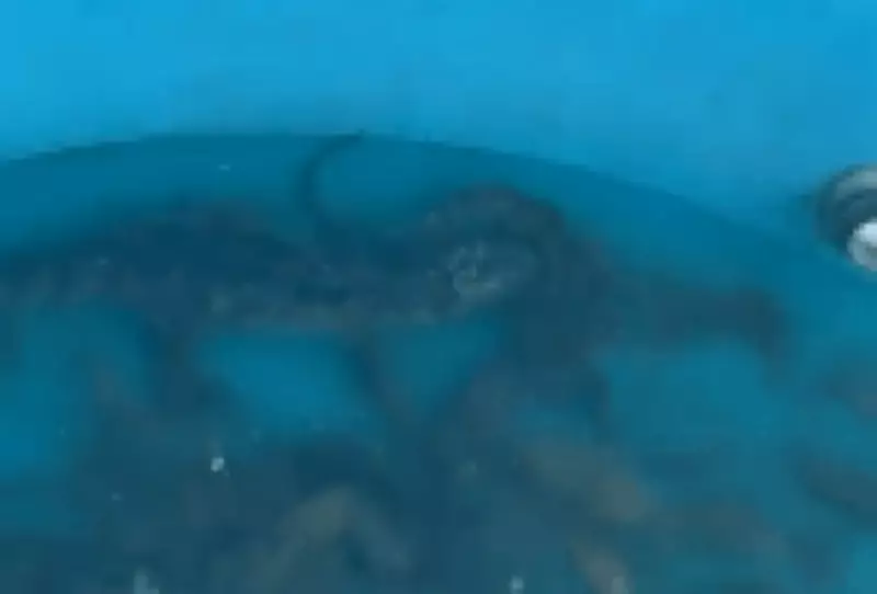 Operação policial no Rio encontra jacarés criados em caixa d'água durante ação em comunidades