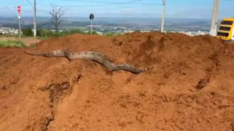 Operários encontram jiboia de 1,5 metro durante limpeza de terreno em Patos de Minas