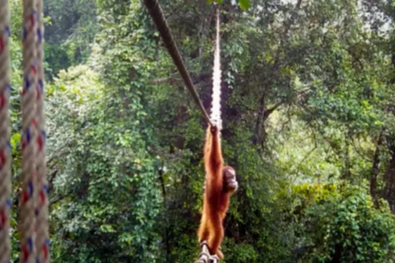 Orangotango ameaçado usa ponte aérea pela primeira vez na Indonésia