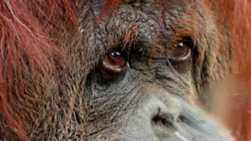 Orangotango Nenette ganha novo lar após 50 anos em zoológico de Paris