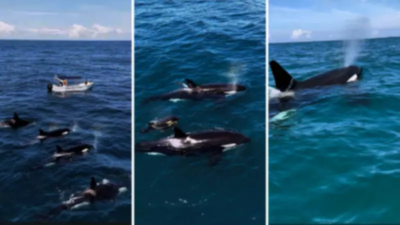 Orcas são flagradas em rara aparição no mar de Ilhabela, no litoral de São Paulo