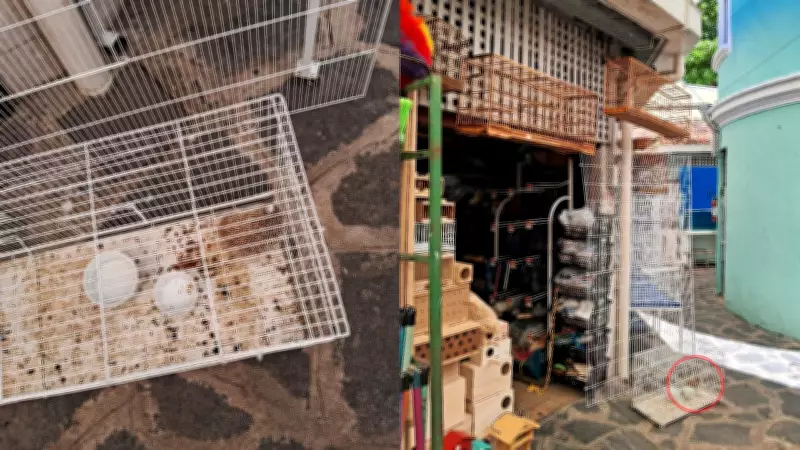 Ouriço-pigmeu-africano é apreendido em mercado do Recife por venda ilegal