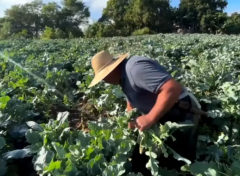 Outono impulsiona cultivo de brócolis em Mogi das Cruzes com alta demanda e custos