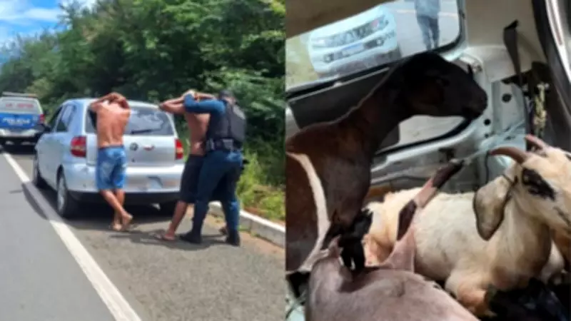 Ovelhas e cabras furtadas são encontradas vivas no porta-malas de carro no Piauí