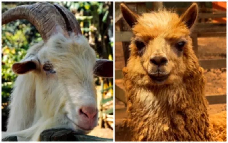 Passeios interativos com animais em SP promovem empatia e respeito à natureza