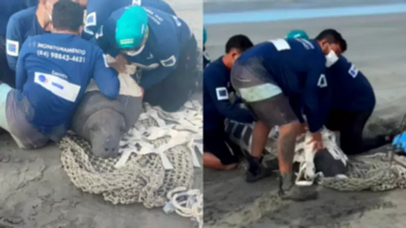 Peixe-boi Maria é solta no RN após seis anos e chega ao litoral do Piauí
