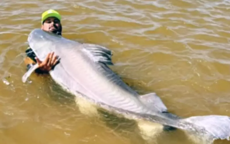 Pescadores capturam piraíba de 1,8 metro no Rio Araguaia, mas peixe deve ser devolvido