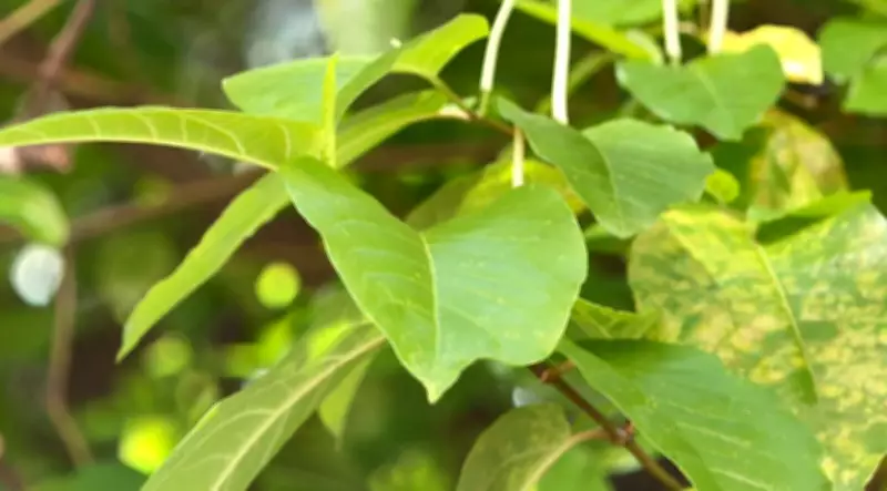 Pesquisa da Unesp revela como plantas sobreviveram à lama tóxica de Mariana e podem recuperar áreas