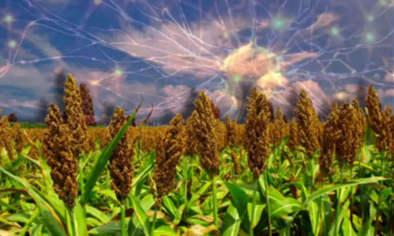 Pesquisa da Unesp revela que plantas possuem 'memória biológica' para enfrentar estresse ambiental