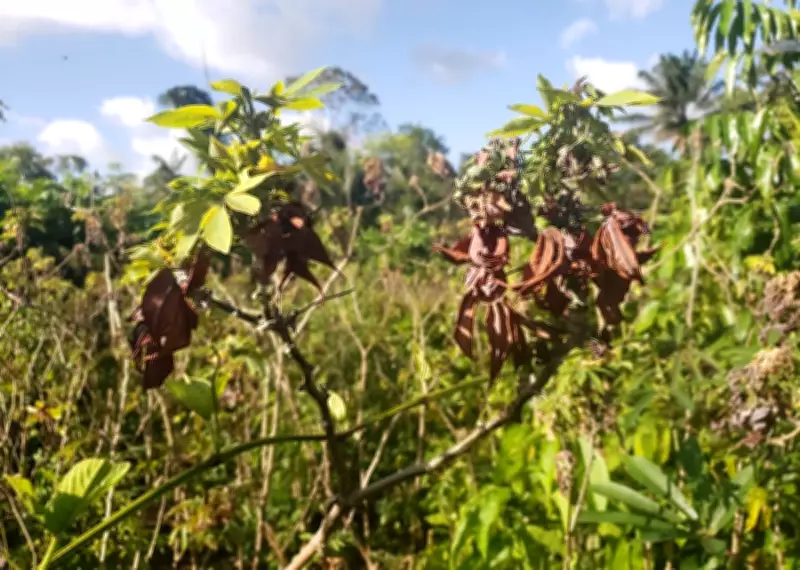 Pesquisa e conhecimento indígena unem forças contra praga da mandioca no Amapá