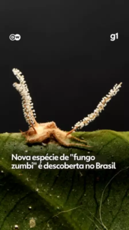 Pesquisadores da UFV descobrem nova espécie de "fungo zumbi" em Minas Gerais