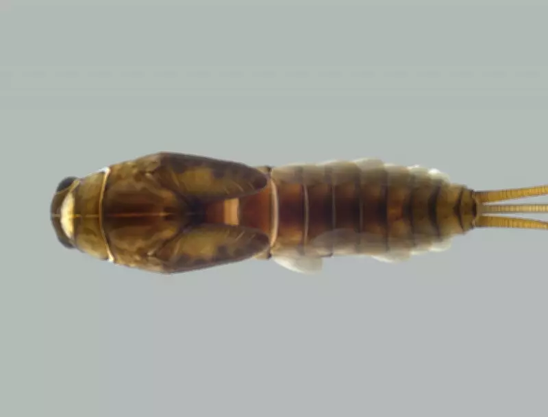 Pesquisadores da UFV identificam novas espécies de insetos aquáticos em Minas Gerais e Santa Catarina