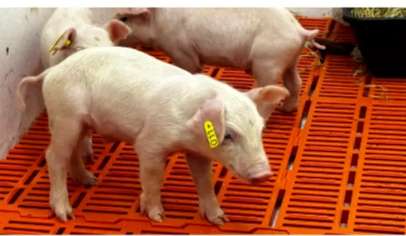 Pesquisadores da USP Piracicaba avançam em xenotransplantes com clones suínos