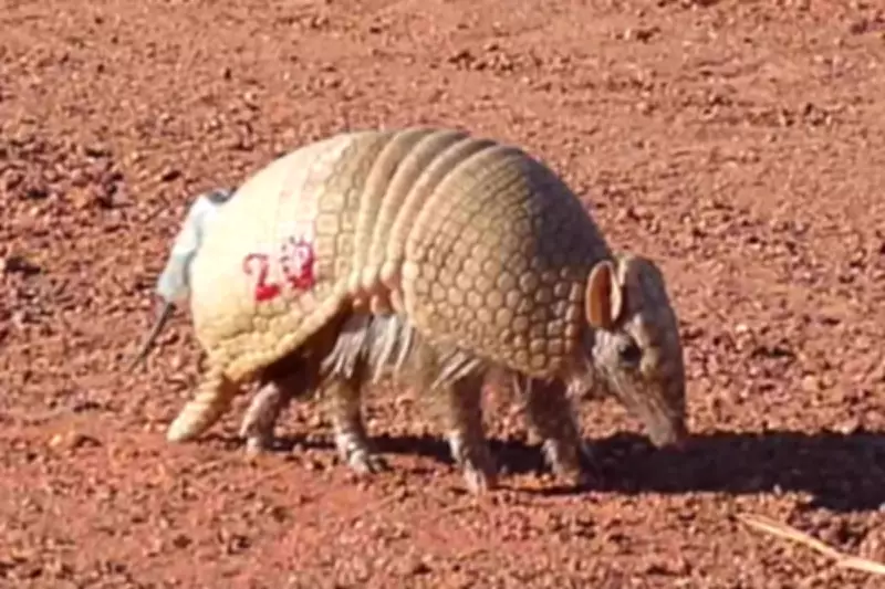 Pesquisadores mapeiam tatu-bola ameaçado de extinção no Pantanal