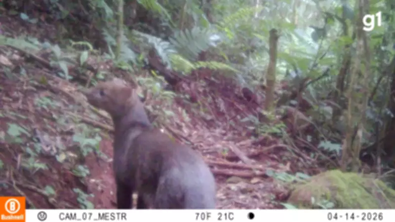Pesquisadores registram gato-mourisco pela primeira vez em reserva da Serra Gaúcha