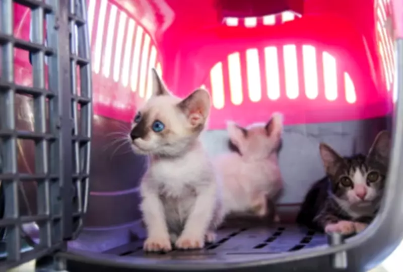 Petrópolis e Araruama lideram denúncias de maus-tratos a animais no Rio de Janeiro