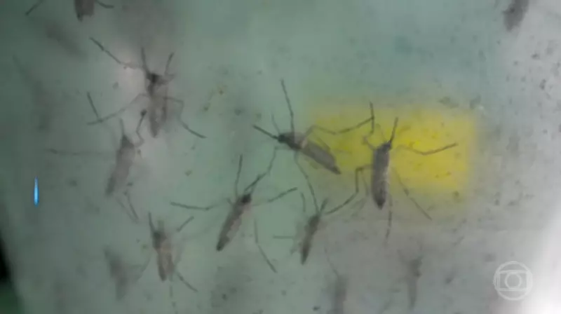 Piauí em Alerta: 28 Municípios em Alto Risco de Dengue e 4.202 Casos em 2026