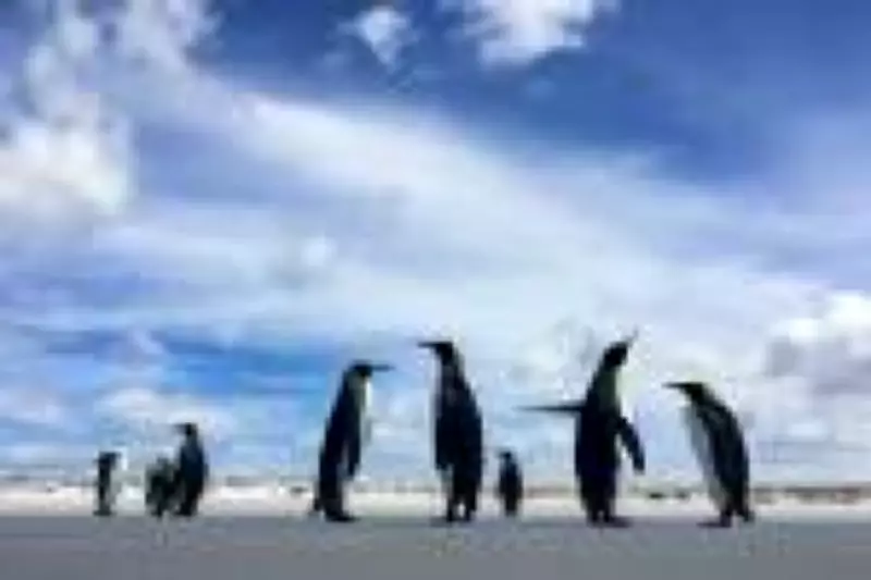 Pinguim-imperador entra na lista de espécies ameaçadas devido ao colapso do gelo na Antártida