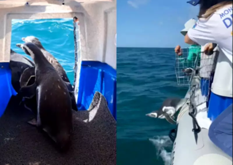 Pinguins-de-Magalhães retornam ao mar após reabilitação em Florianópolis
