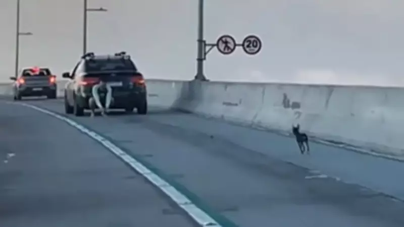 Pinscher perdido mobiliza Terceira Ponte: cão é escoltado por policiais e foge novamente
