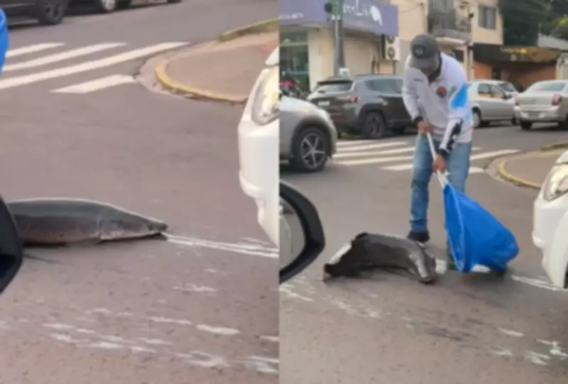 Pirarucu 'Fujona' salta de carro em movimento e vira atração em Campo Grande