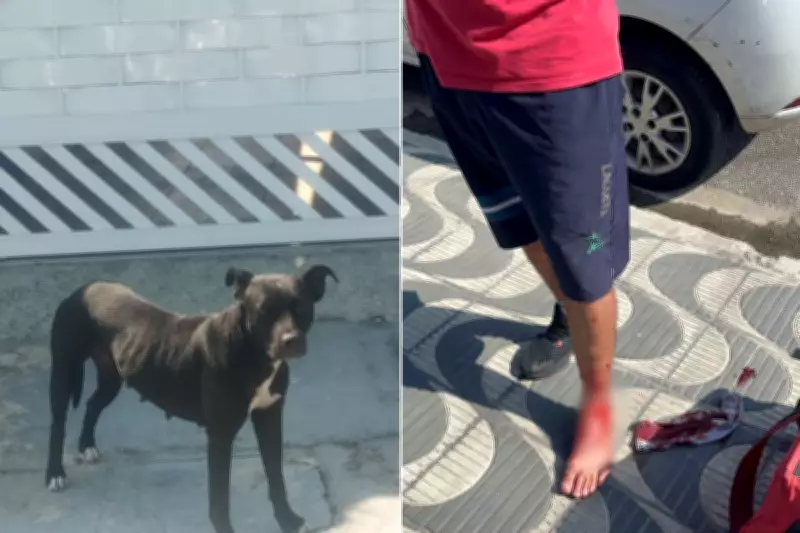 Pit bull sem dono ataca motociclistas e pedestres em rua de Praia Grande, SP