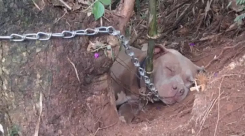 Pitbull abandonado em estrada de Nova Friburgo mobiliza moradores e gera críticas ao atendimento