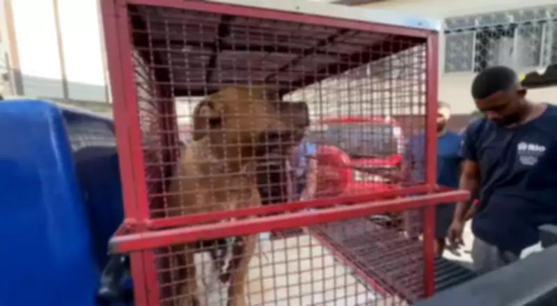 Pitbull ataca duas pessoas em Ramos; tutor é detido e animal resgatado