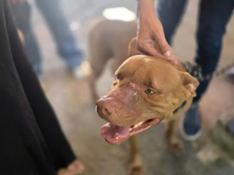 Pitbull ataca jovem dentro de casa em Campo Grande após discussão familiar