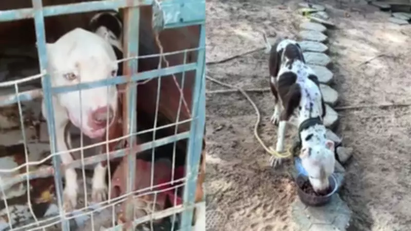 Pitbull desidratado e infestado por carrapatos é resgatado de local insalubre no Sul do Piauí