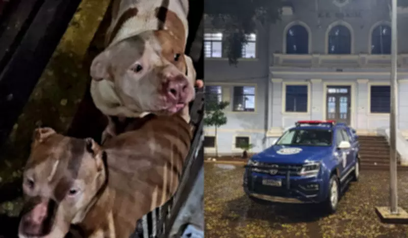 Pitbulls invadem escola estadual durante entrega de merenda em Limeira