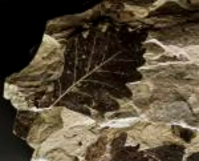 Plantas ancestrais sobreviveram à extinção em massa há 250 milhões de anos com fotossíntese especial