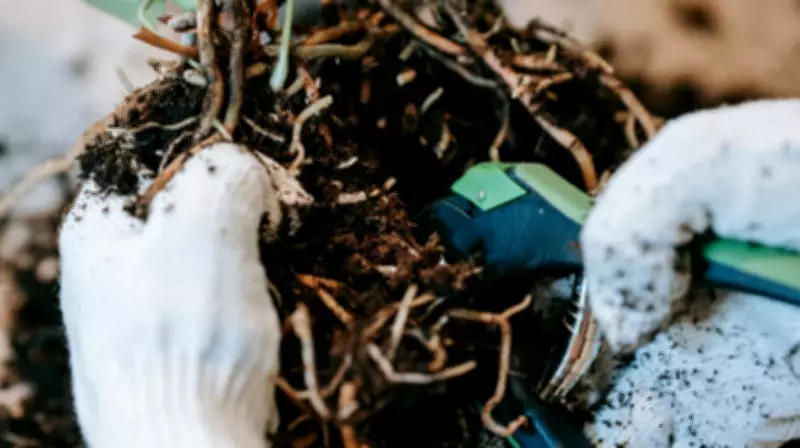 Poda de Plantas: Como o Corte Correto Estimula o Crescimento e a Saúde Vegetal