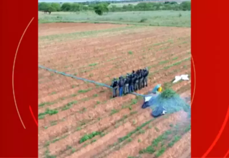 Polícia apreende 17 mil pés de maconha e 50 quilos da droga em Inajá, Pernambuco