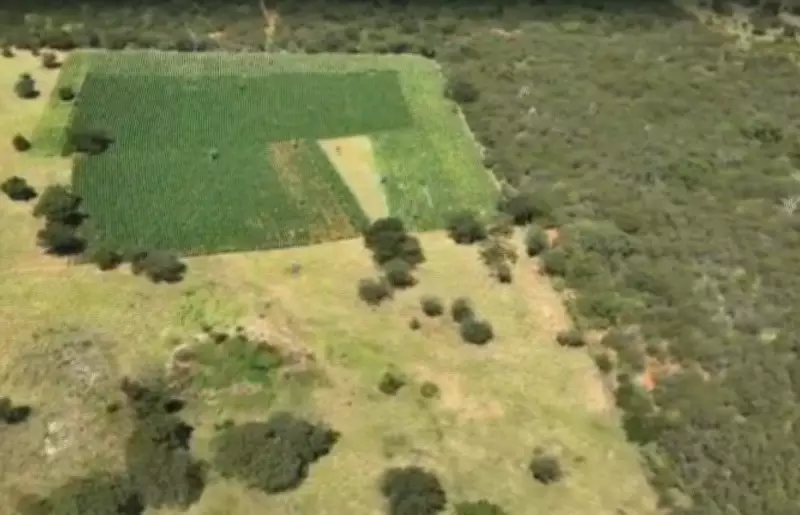Polícia Civil encontra 300 mil pés de maconha na Chapada Diamantina