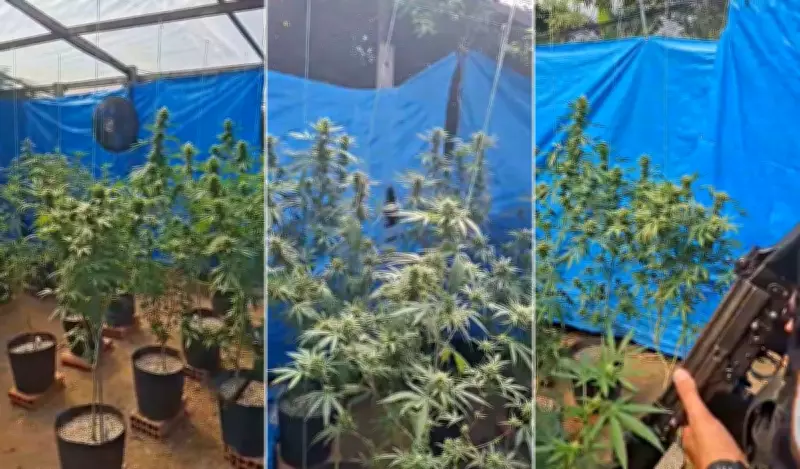 Polícia descobre estufa com mais de 100 pés de maconha em Búzios, RJ