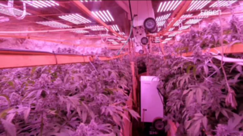 Polícia descobre plantação de maconha dentro de mina na Bulgária