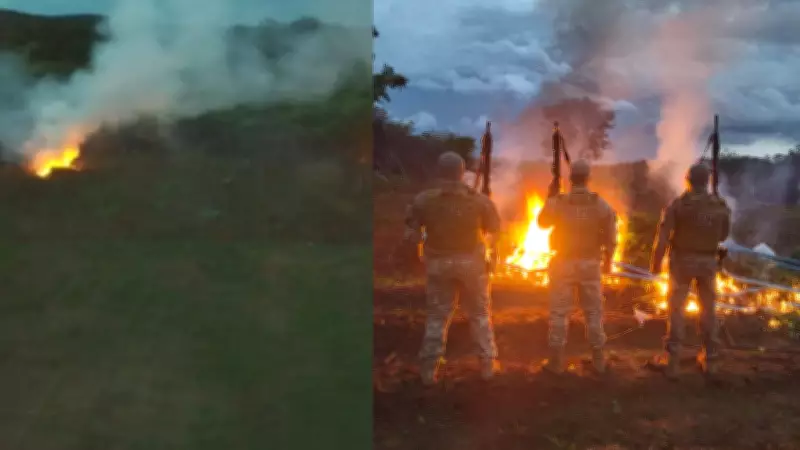 Polícia Federal desarticula plantação de maconha com 35 mil mudas no Piauí